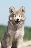 CHIEN FINNOIS DE LAPONIE 586